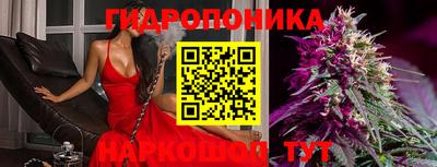 прущие крисы Кингисепп