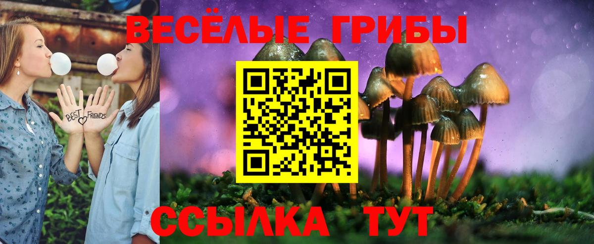 Псилоцибиновые грибы Psilocybe Кубинка